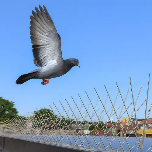Premium Anti Bird Spikes in Chennai, Tamil Nadu